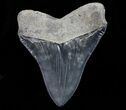 Beautiful, Megalodon Tooth - Great Serrations #72823-2